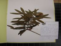 Herbarium sample